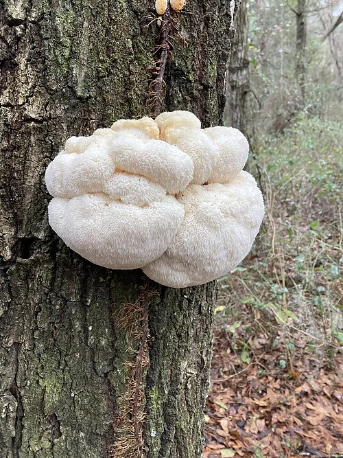 lion's mane mushroom growing on a tree