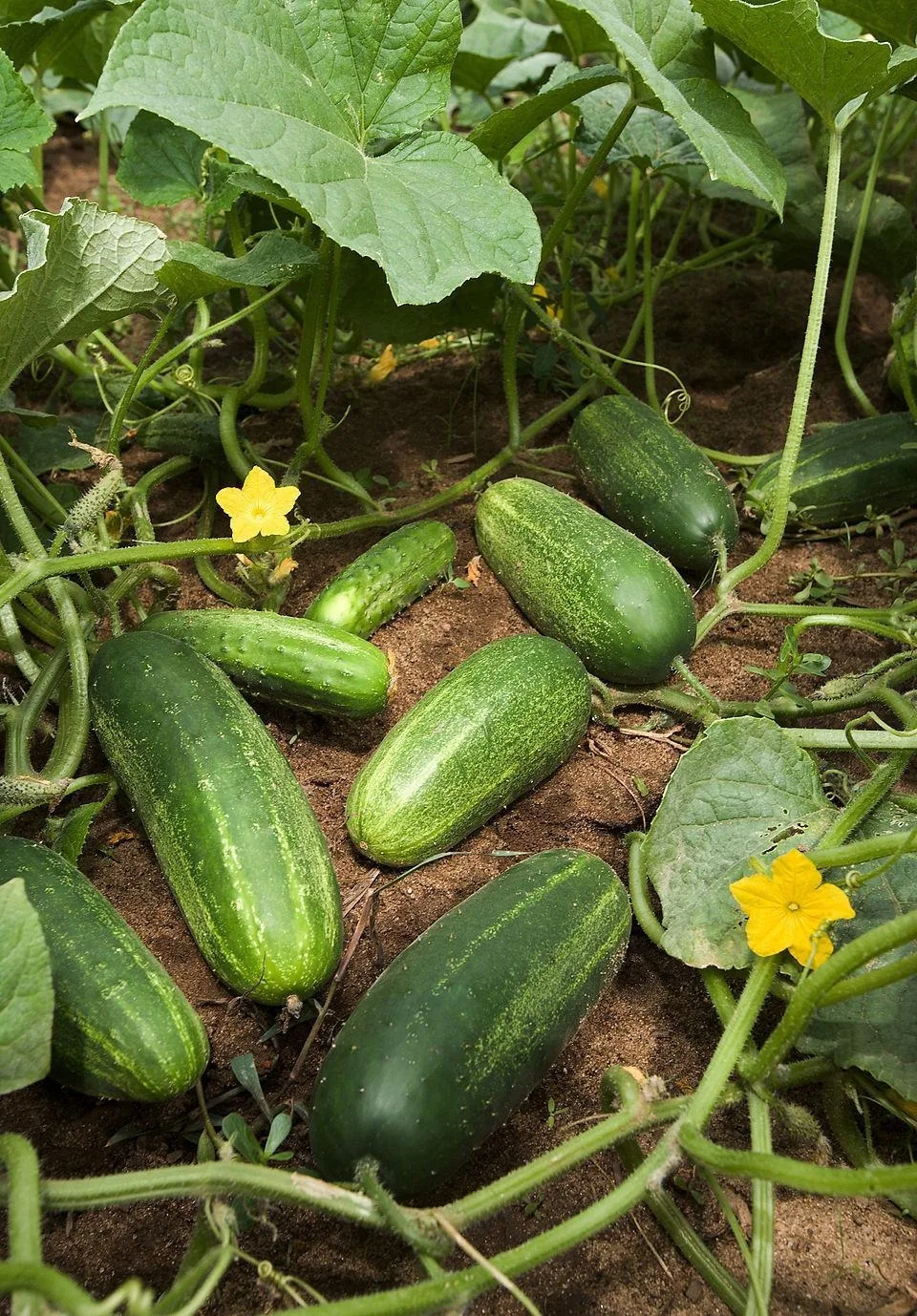 OPINION: Is Cucumber A Fruit or A Vegetable: Everything you need to know