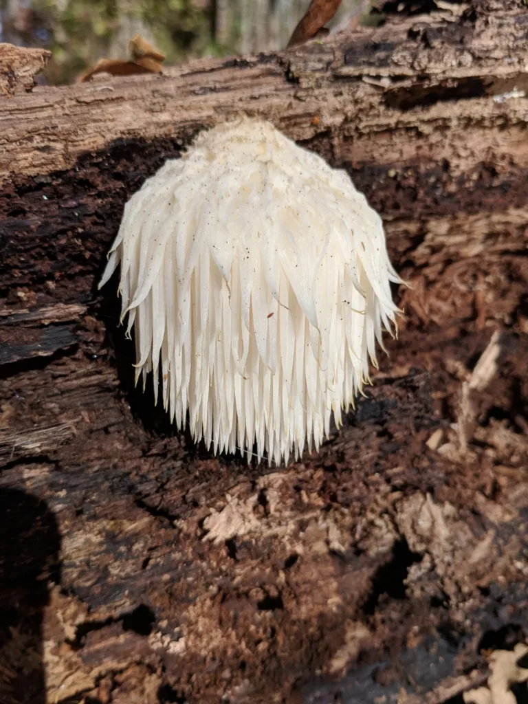 Lion's mane